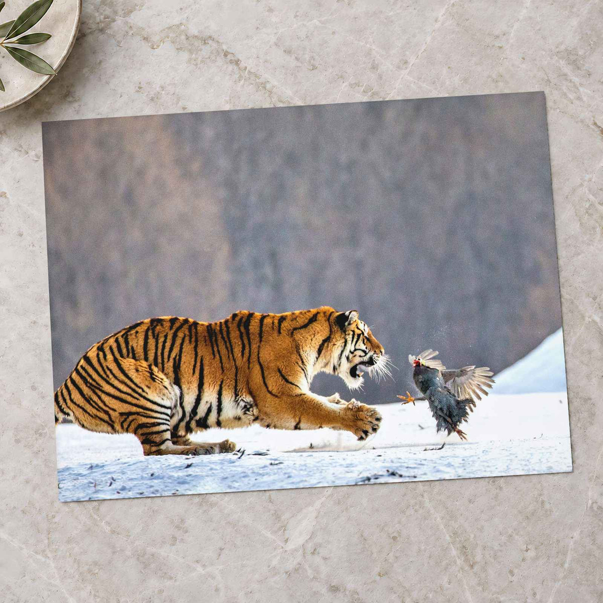 Tiger Lunging at a Pheasant in Snow Photo Print Wall Decor