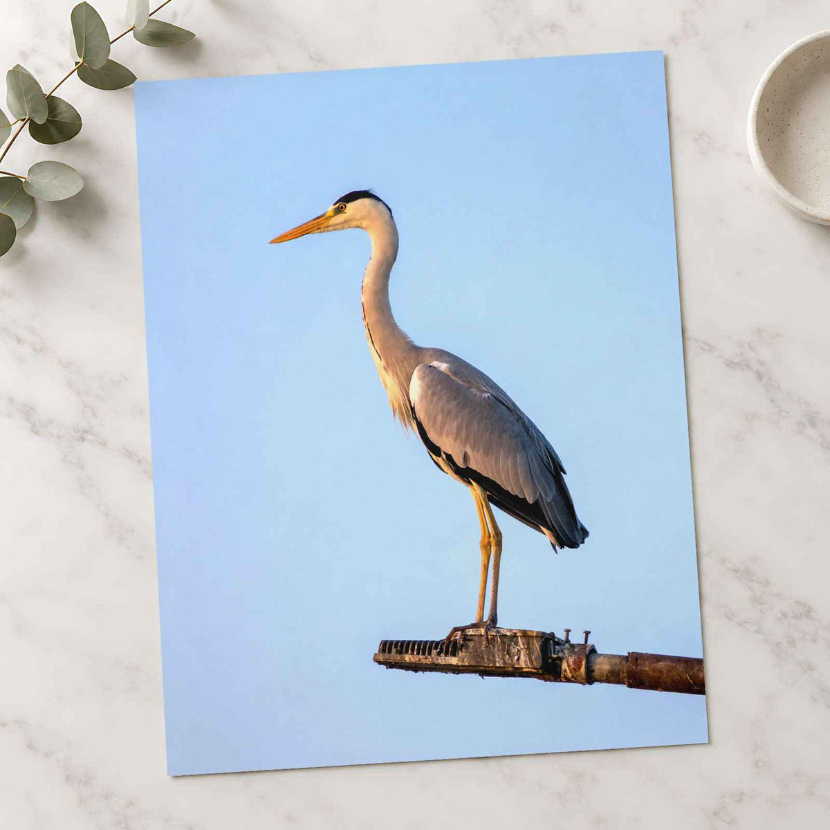 Grey Heron Stands Perched on Metal Structure Photographic Art Print (7 Sizes)