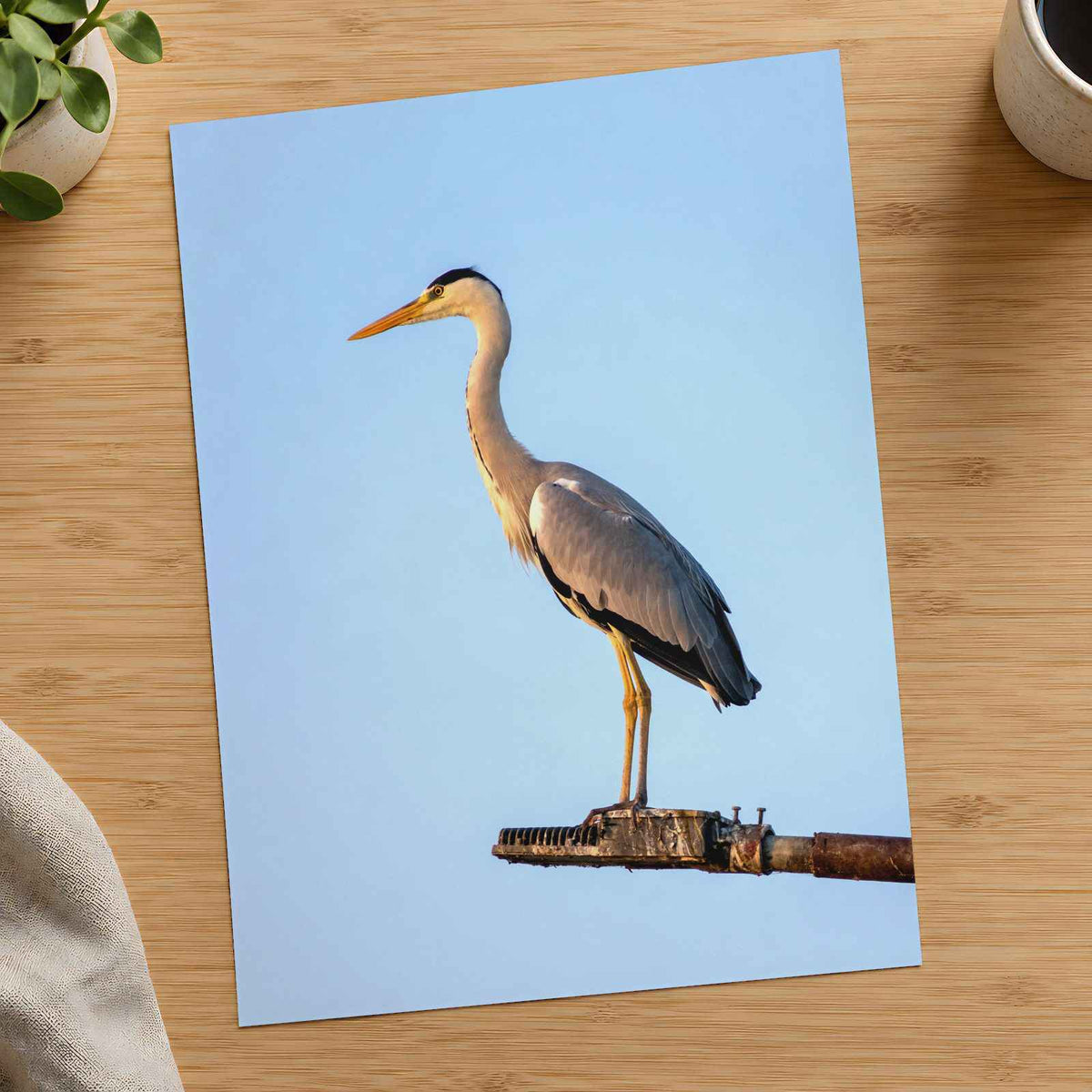 Grey Heron Stands Perched on Metal Structure Photographic Art Print (7 Sizes)