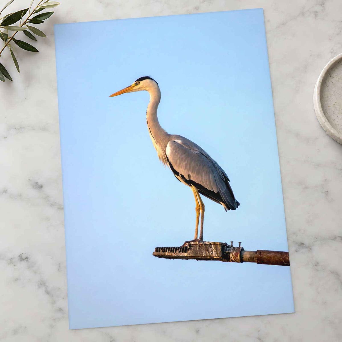 Grey Heron Stands Perched on Metal Structure Photographic Art Print (7 Sizes)