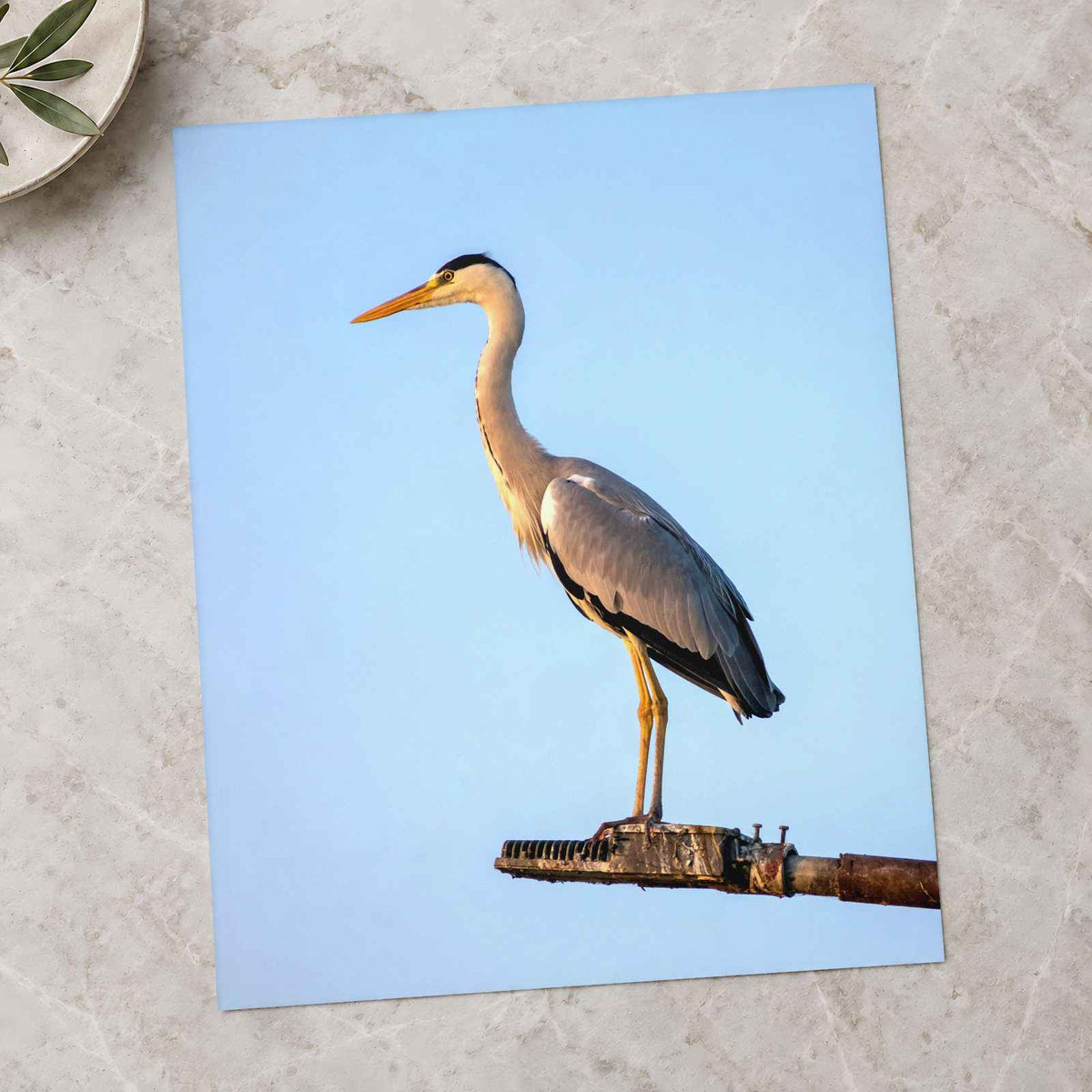 Grey Heron Stands Perched on Metal Structure Photographic Art Print (7 Sizes)