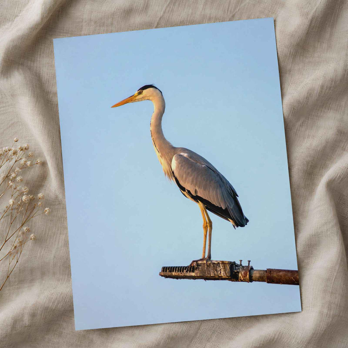Grey Heron Stands Perched on Metal Structure Photographic Art Print (7 Sizes)