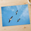 Three Birds Flying in Clear Blue Sky Photo Wall Print (4 Sizes) - High Quality