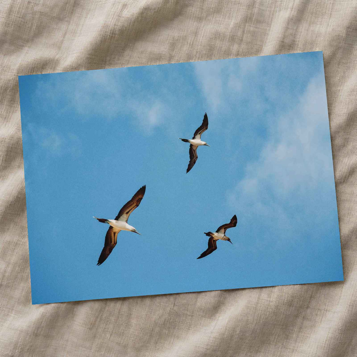 Three Birds Flying in Clear Blue Sky by Giulia Squillace Photo Print Wall Decor