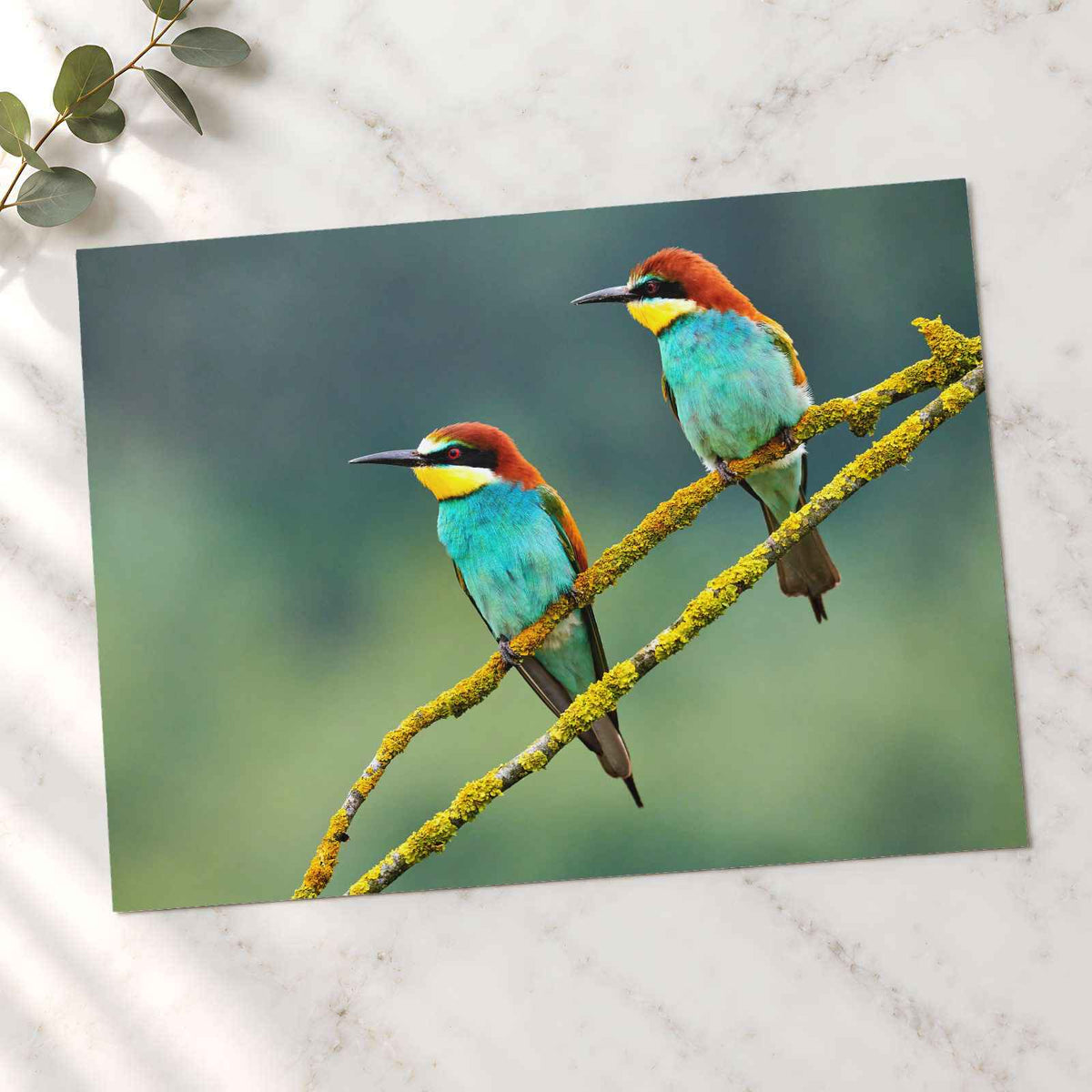 Two Colorful European Bee-Eaters Photography Print (7 Sizes) - High Quality