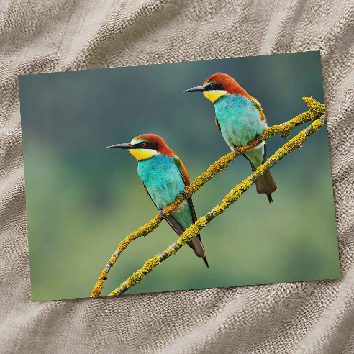 Two Colorful European Bee-Eaters Photography Print (7 Sizes) - High Quality