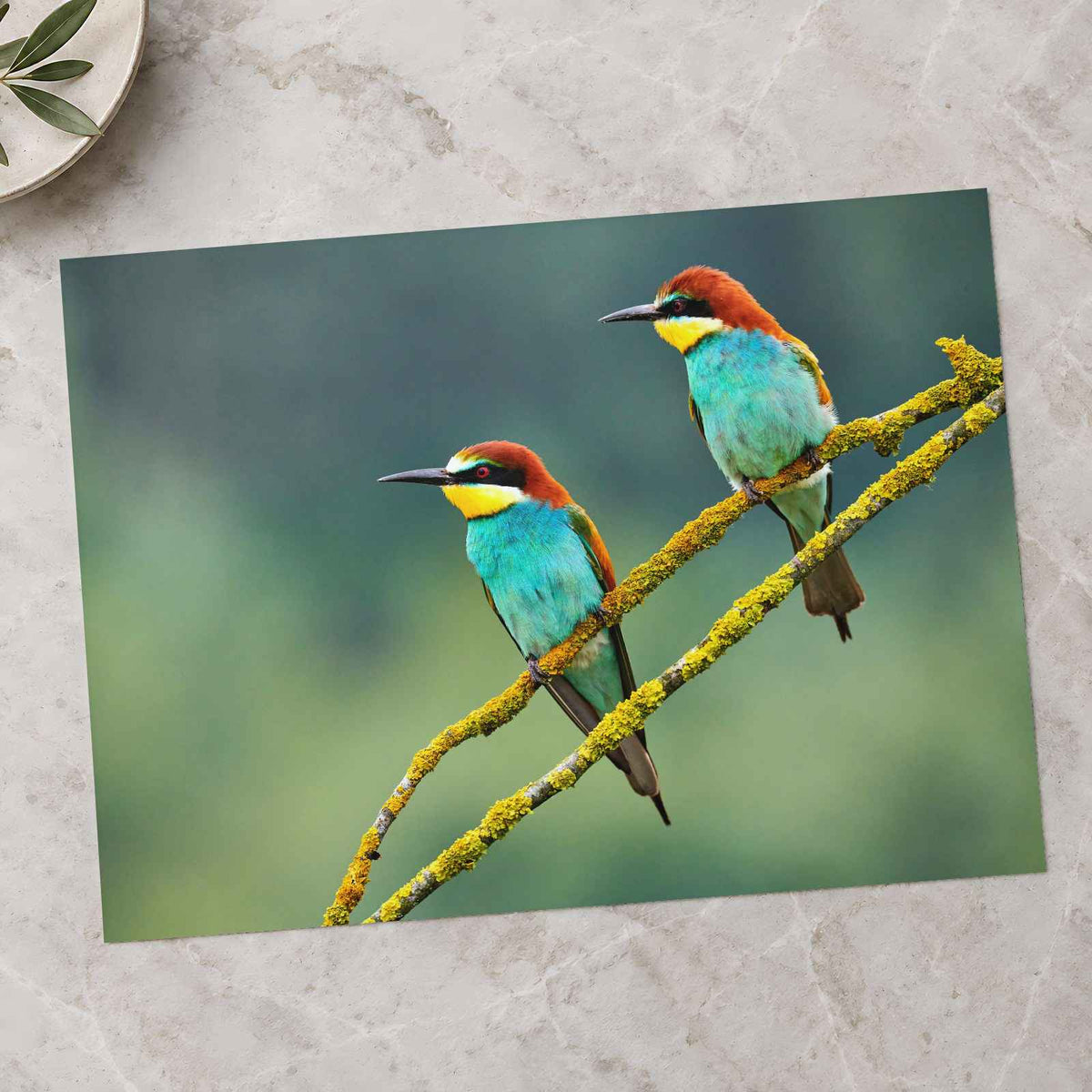 Two Colorful European Bee-Eaters Photography Print (7 Sizes) - High Quality