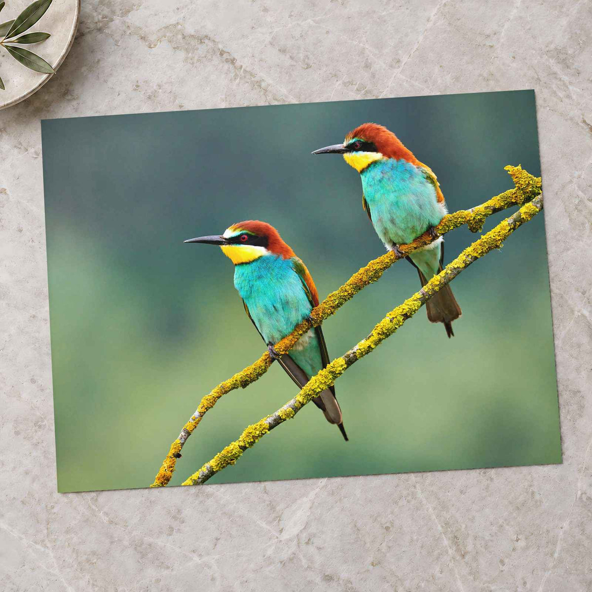 Two Colorful European Bee-Eaters Photo Print Wall Decor