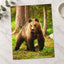 Wild Brown Bear Walking in Taiga Forest Photography Print (7 Sizes) - Frameable