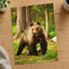 Wild Brown Bear Walking in Taiga Forest Photography Print (7 Sizes) - Frameable