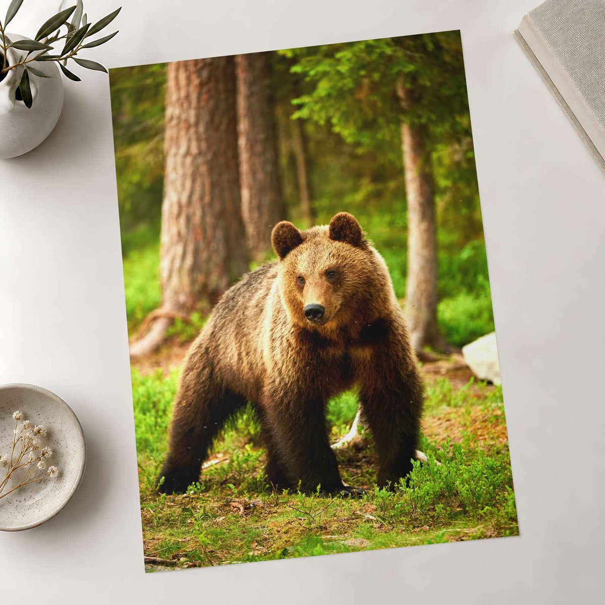 Wild Brown Bear Walking in Taiga Forest Photography Print (7 Sizes) - Frameable