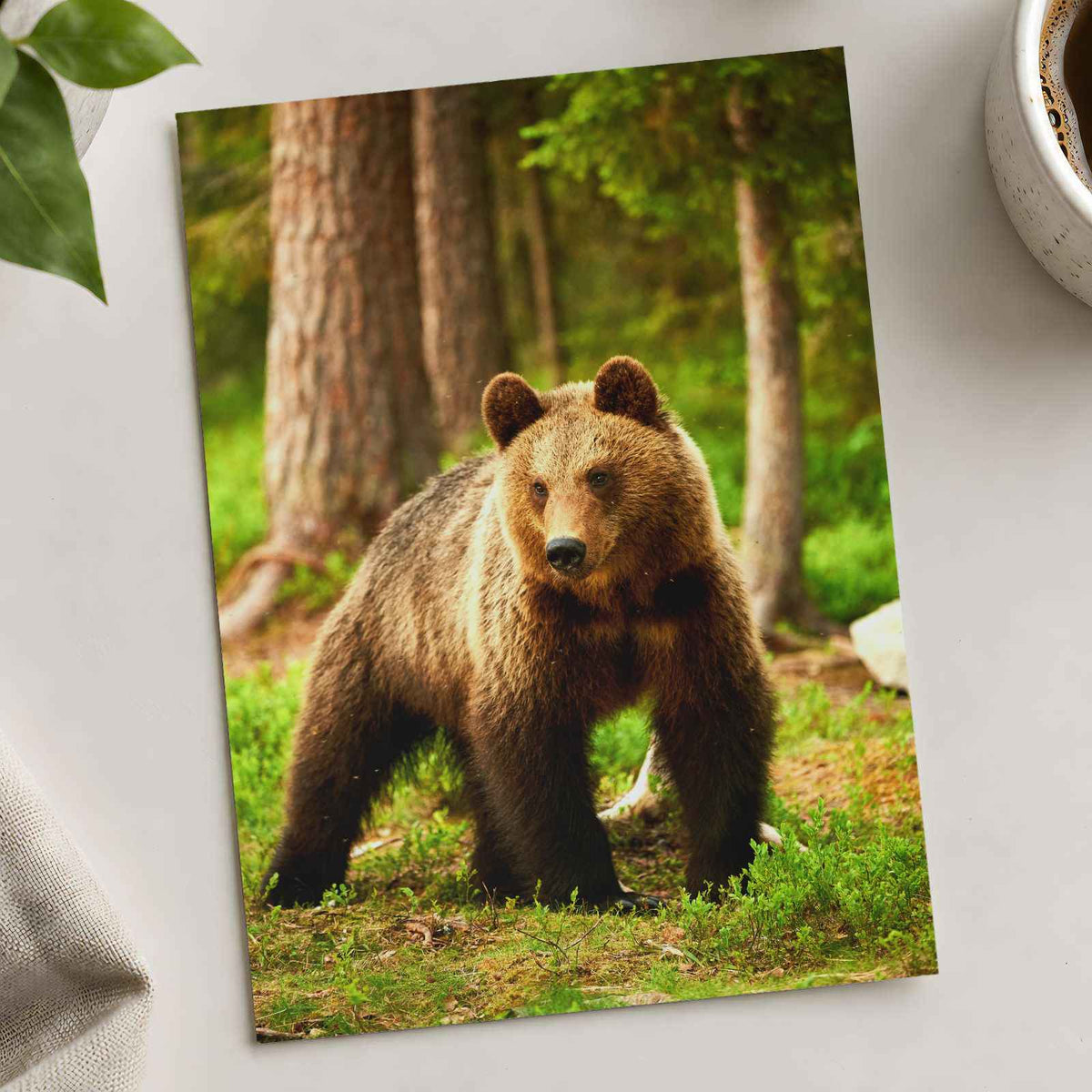 Wild Brown Bear Walking in Taiga Forest Photography Print (7 Sizes) - Frameable