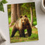 Wild Brown Bear Walking in Taiga Forest Photography Print (7 Sizes) - Frameable