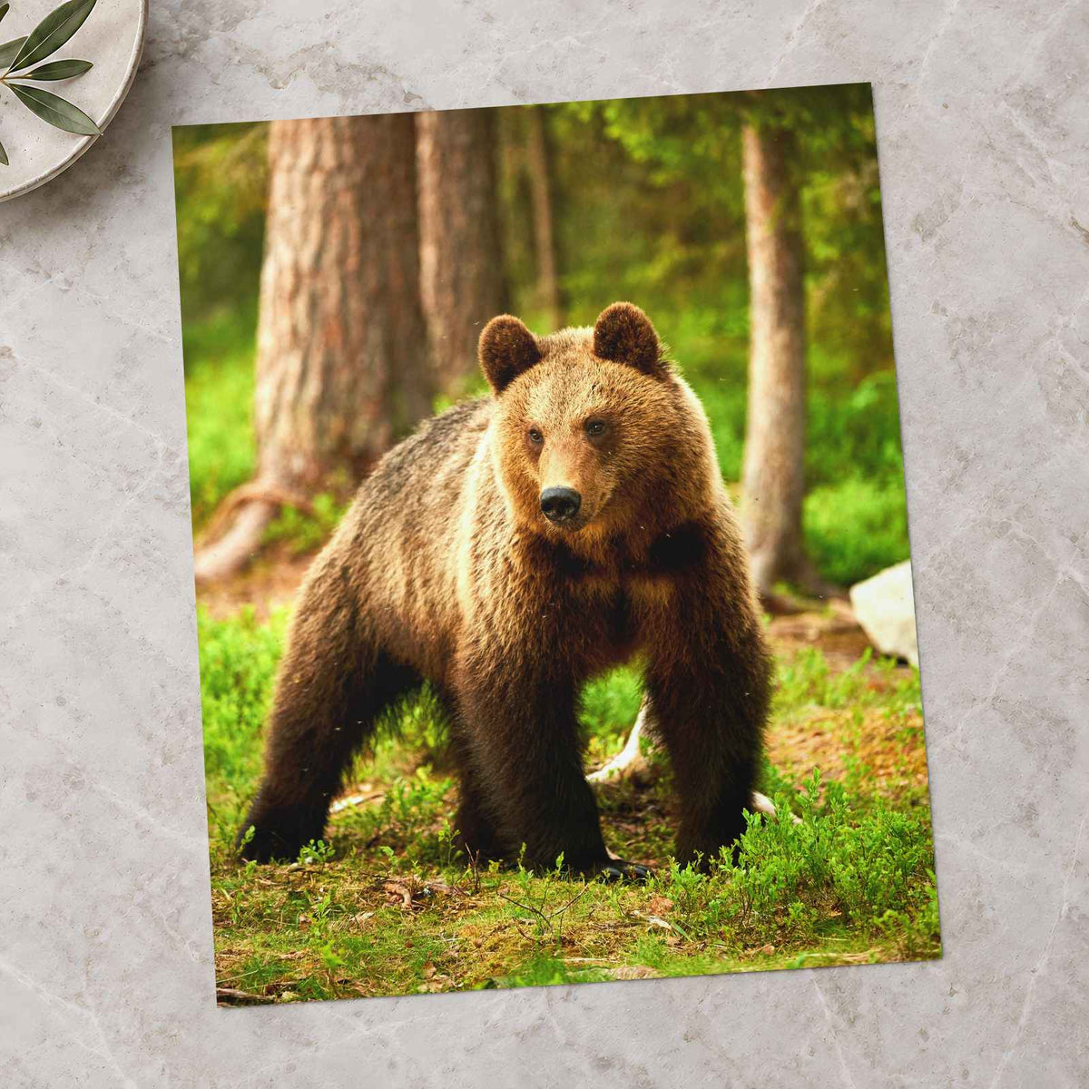 Wild Brown Bear Walking in Taiga Forest Photography Print (7 Sizes) - Frameable