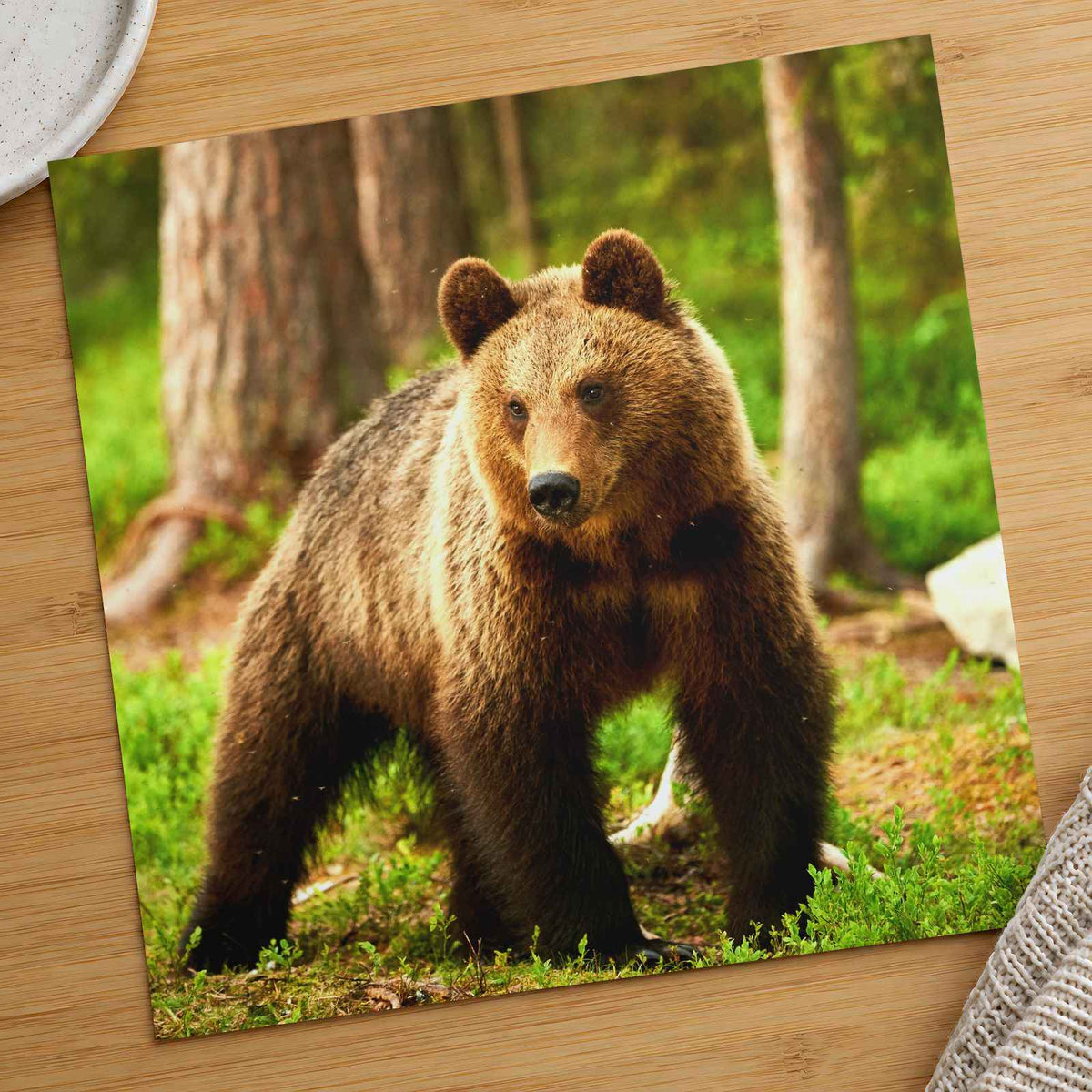 Wild Brown Bear Walking in Taiga Forest Photography Print (7 Sizes) - Frameable