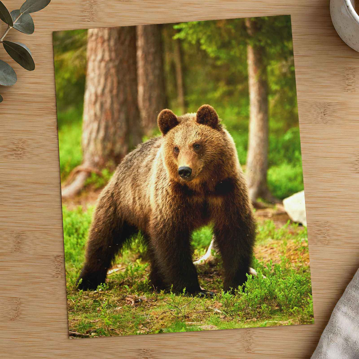 Wild Brown Bear Walking in Taiga Forest Photography Print (7 Sizes) - Frameable