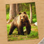 Wild Brown Bear Walking in Taiga Forest Photo Print Wall Decor