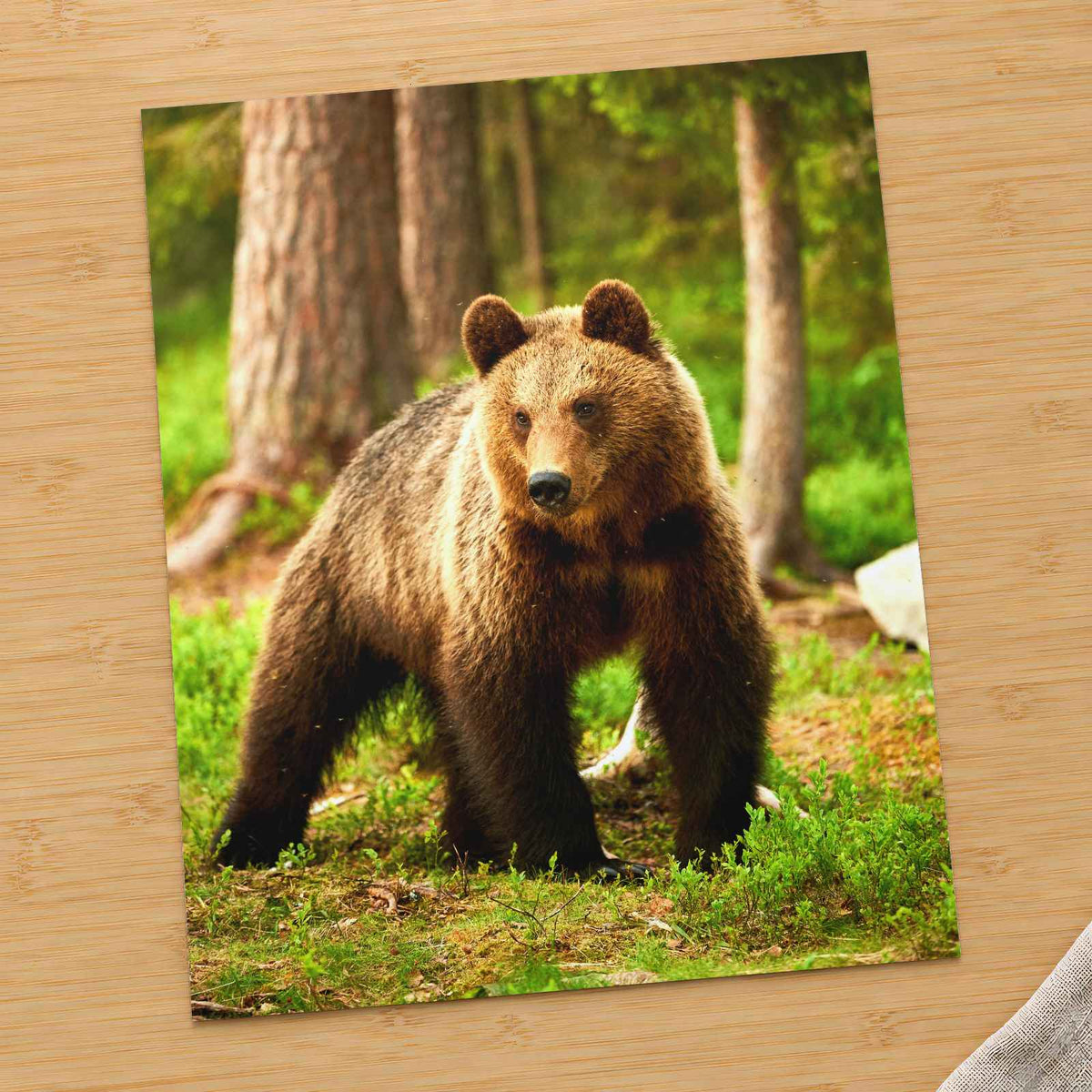 Wild Brown Bear Walking in Taiga Forest Photo Print Wall Decor