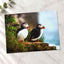 Two Atlantic Puffins on Grassy Cliff Photography Print (7 Sizes) - Heavyweight