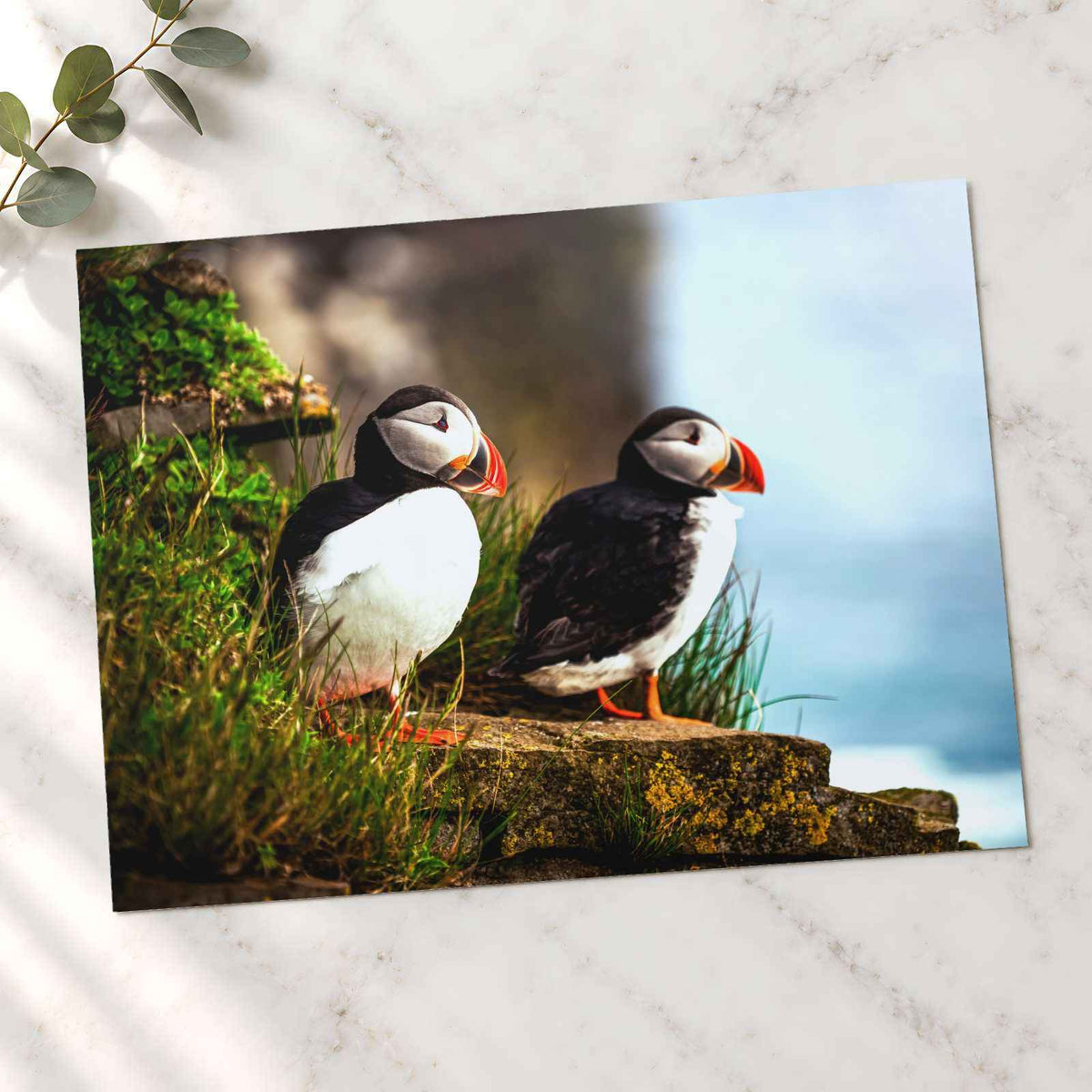 Two Atlantic Puffins on Grassy Cliff Photography Print (7 Sizes) - Heavyweight
