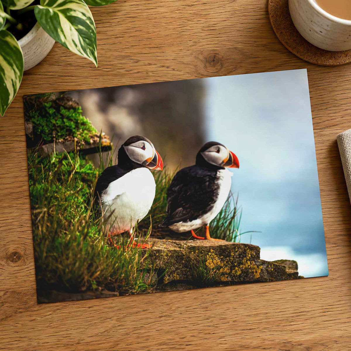 Two Atlantic Puffins on Grassy Cliff Photography Print (7 Sizes) - Heavyweight