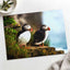 Two Atlantic Puffins on Grassy Cliff Photo Print Wall Decor