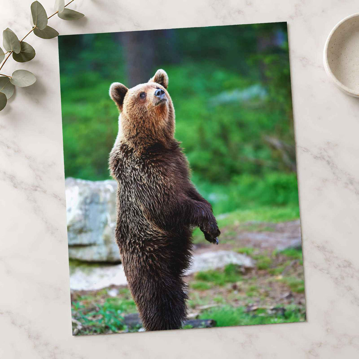 Young Brown Bear Standing Photography Print (7 Sizes) - Ready to Frame