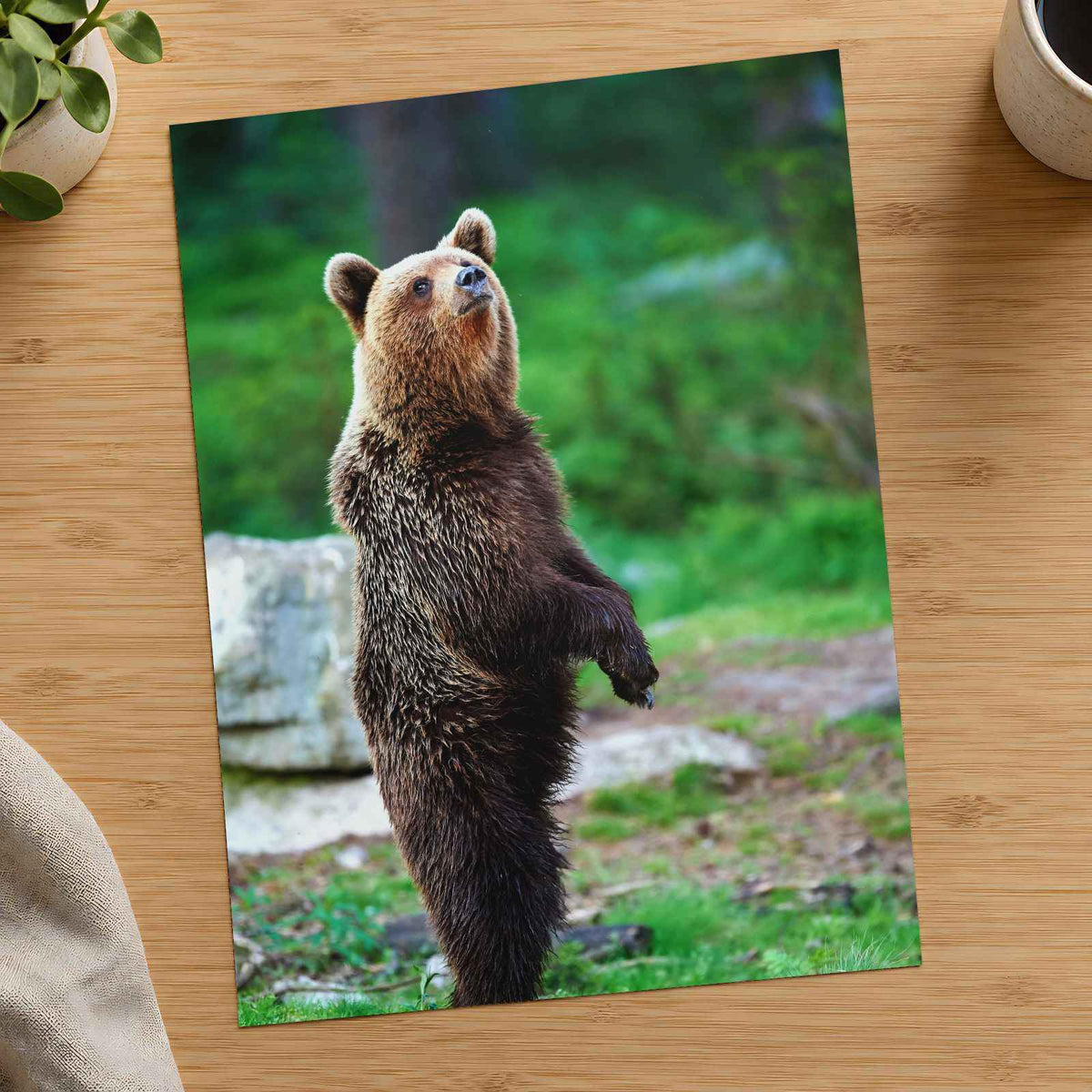 Young Brown Bear Standing Photography Print (7 Sizes) - Ready to Frame
