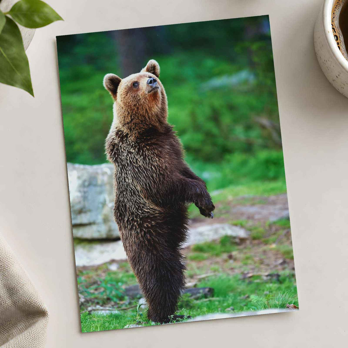 Young Brown Bear Standing Photography Print (7 Sizes) - Ready to Frame