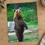 Young Brown Bear Standing Photography Print (7 Sizes) - Ready to Frame