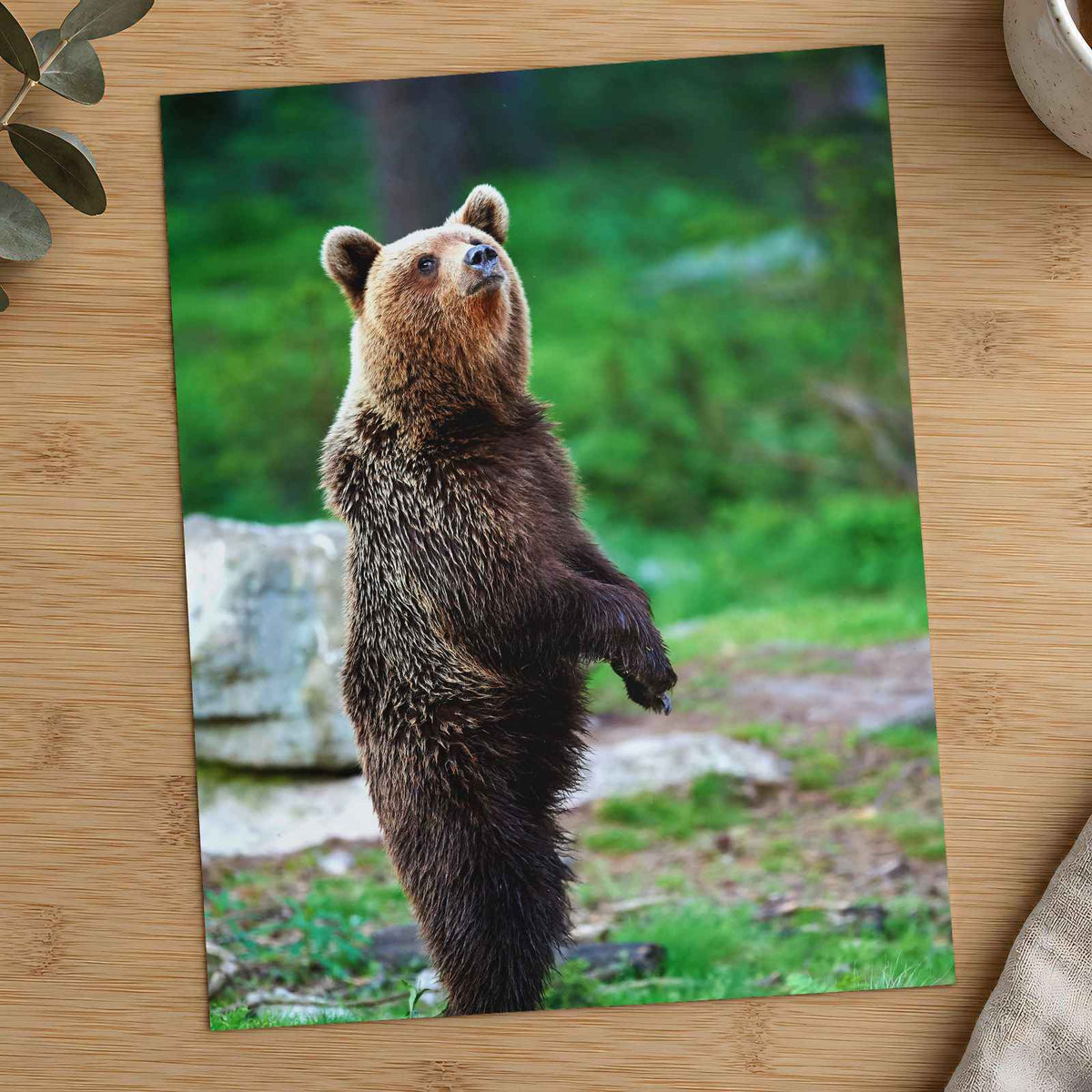Young Brown Bear Standing Photography Print (7 Sizes) - Ready to Frame