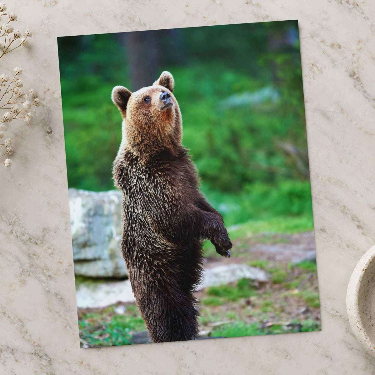 Young Brown Bear Standing Photo Print Wall Decor
