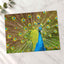 Peacock with Its Feathers Spread Out Photo Print (7 Sizes) - Frameable