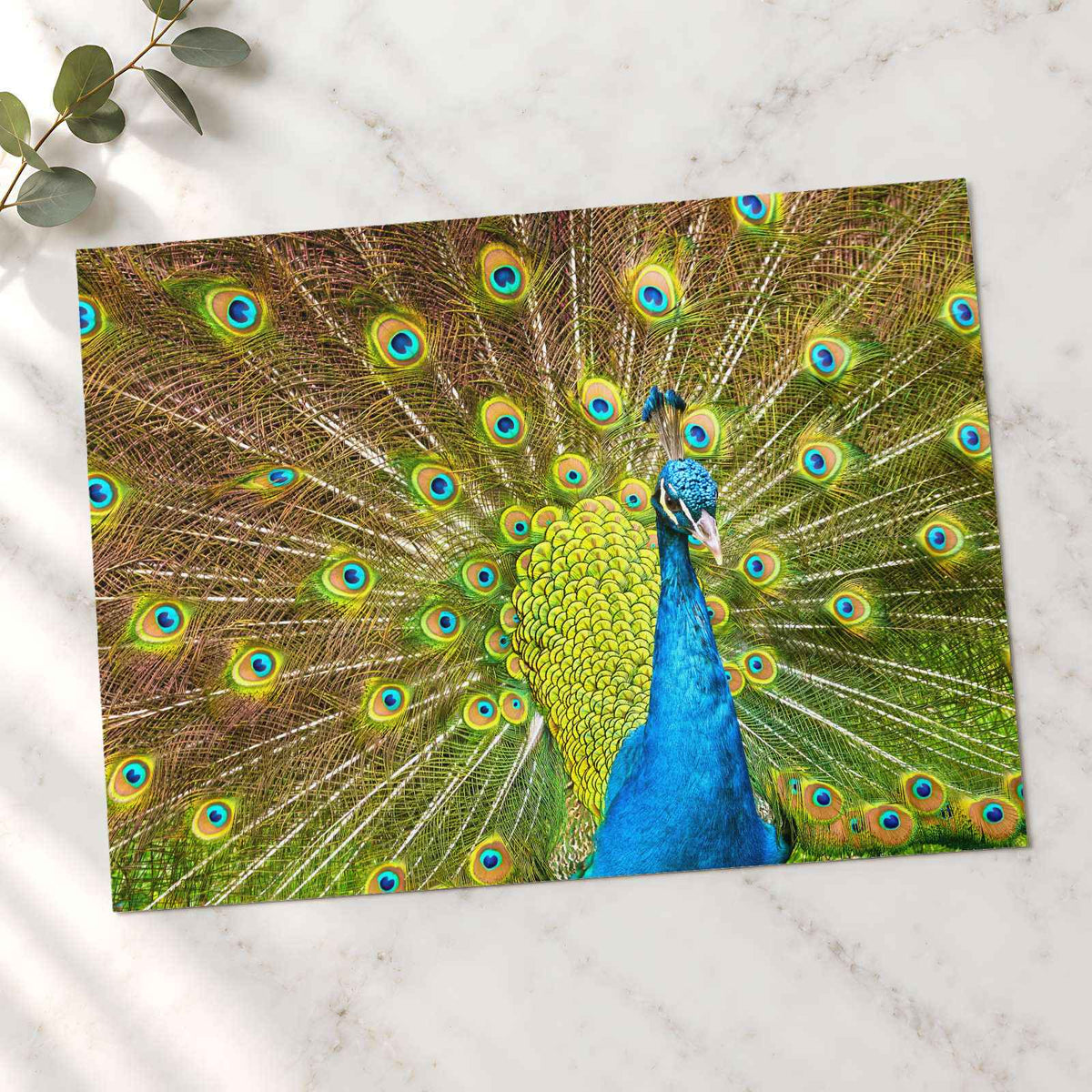 Peacock with Its Feathers Spread Out Photo Print (7 Sizes) - Frameable