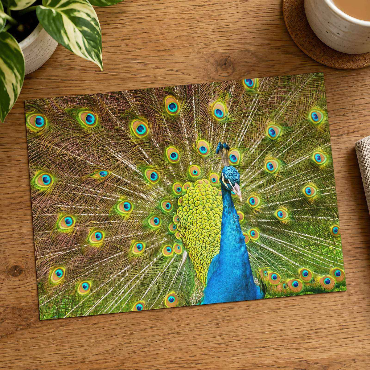 Peacock with Its Feathers Spread Out Photo Print (7 Sizes) - Frameable