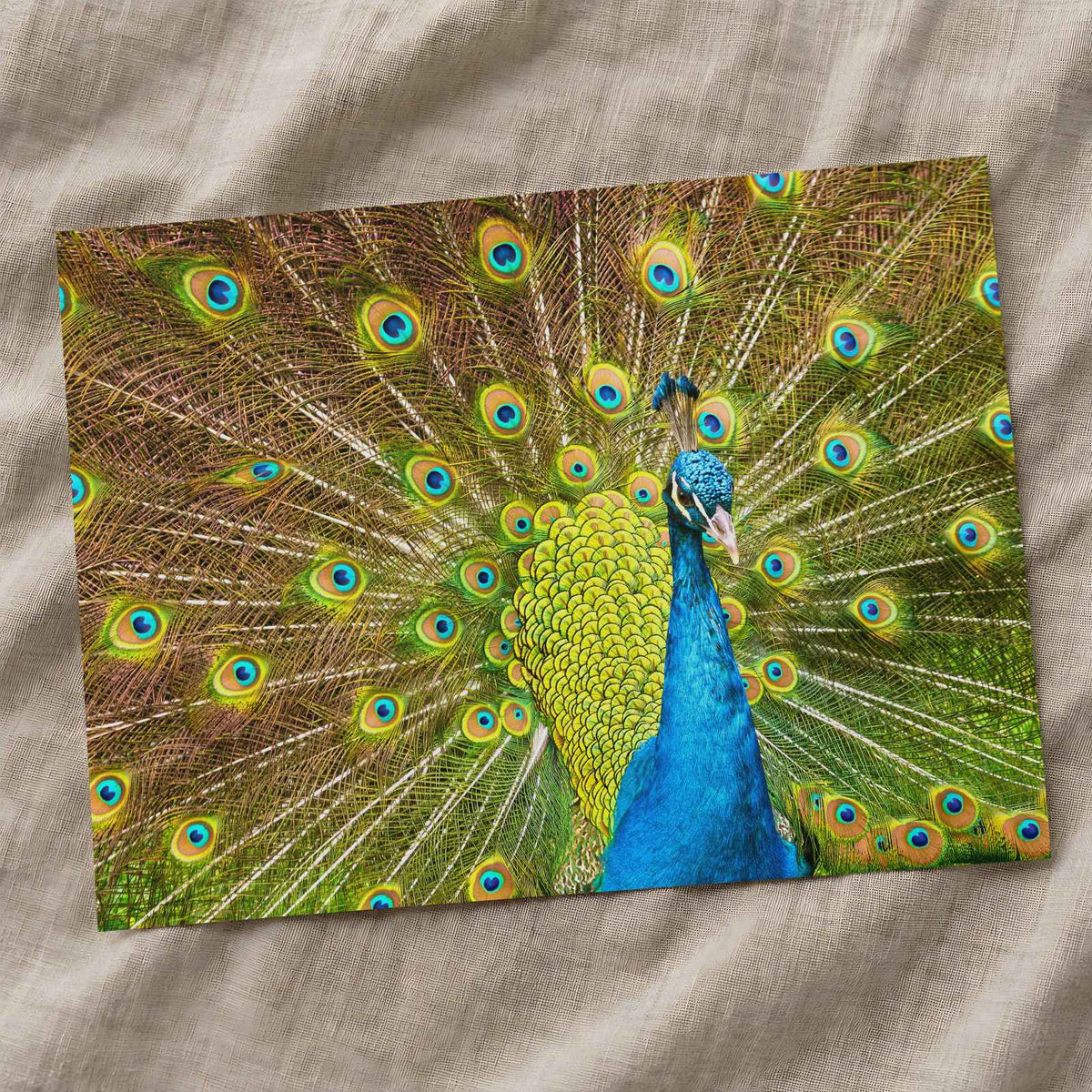 Peacock with Its Feathers Spread Out Photo Print (7 Sizes) - Frameable