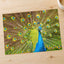 Peacock with Its Feathers Spread Out Photo Print (7 Sizes) - Frameable