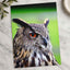 Beautiful European Eagle Owl Photography Print (7 Sizes) - Satin Luster