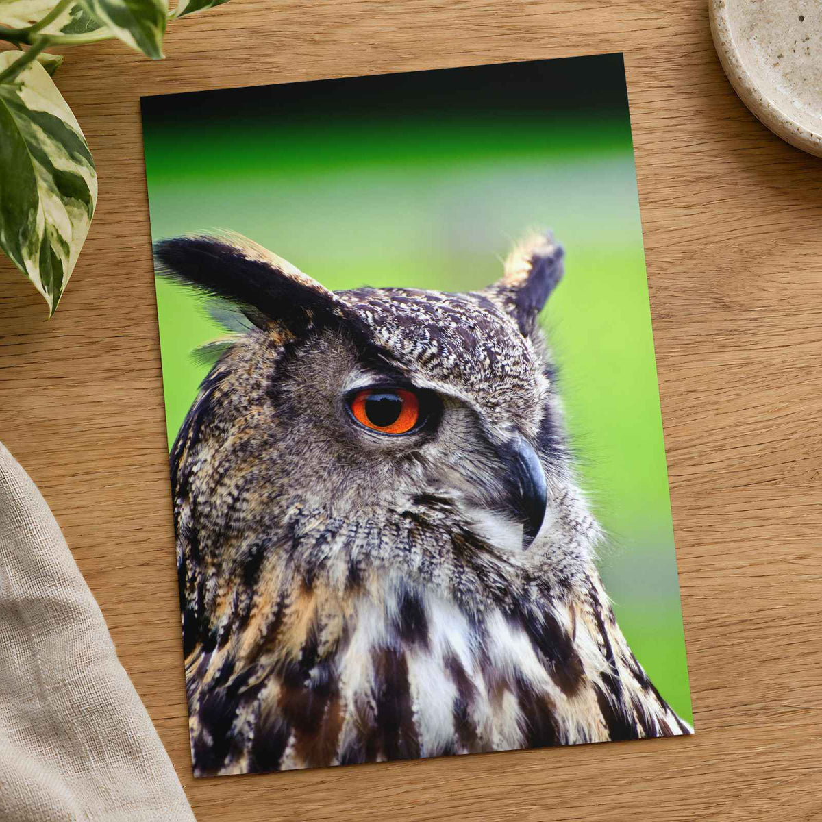Beautiful European Eagle Owl Photography Print (7 Sizes) - Satin Luster