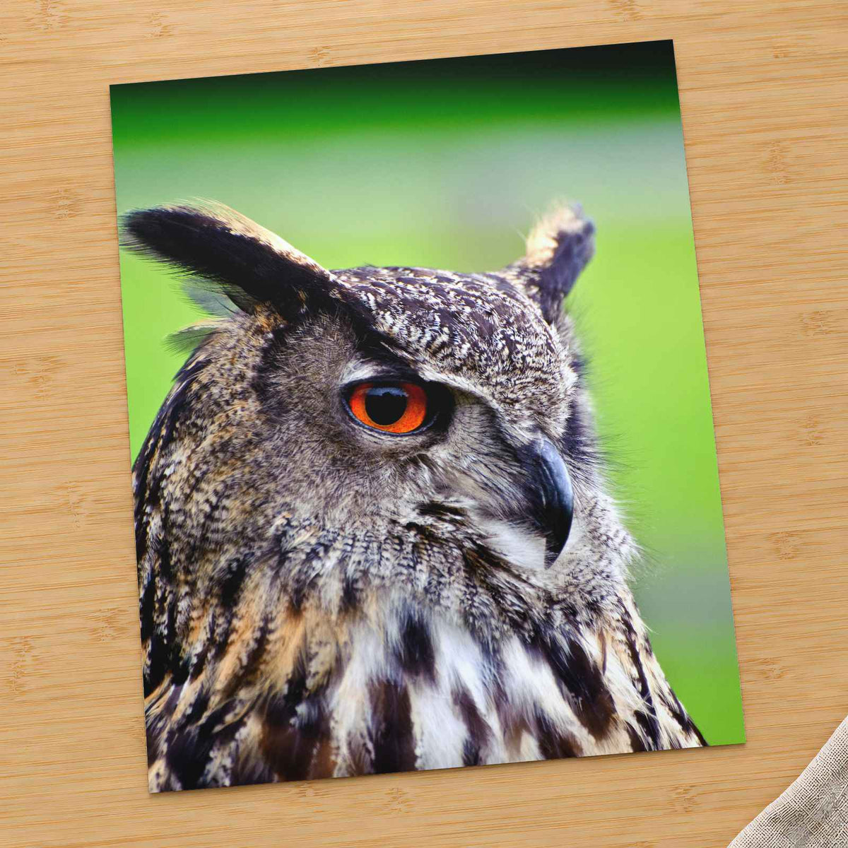 Beautiful European Eagle Owl Photography Print (7 Sizes) - Satin Luster