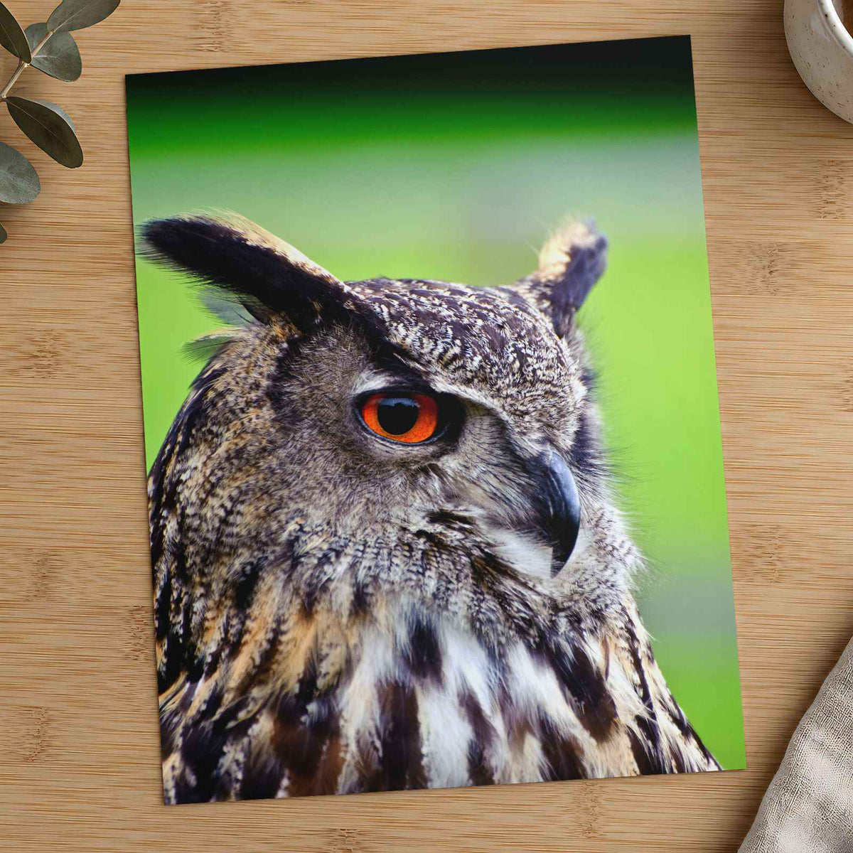 Beautiful European Eagle Owl Photography Print (7 Sizes) - Satin Luster