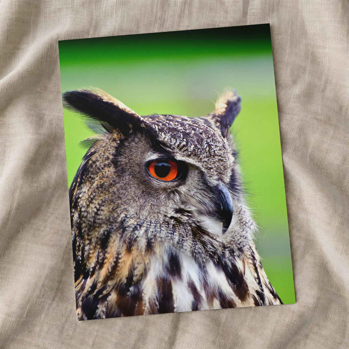 Beautiful European Eagle Owl Photo Print Wall Decor