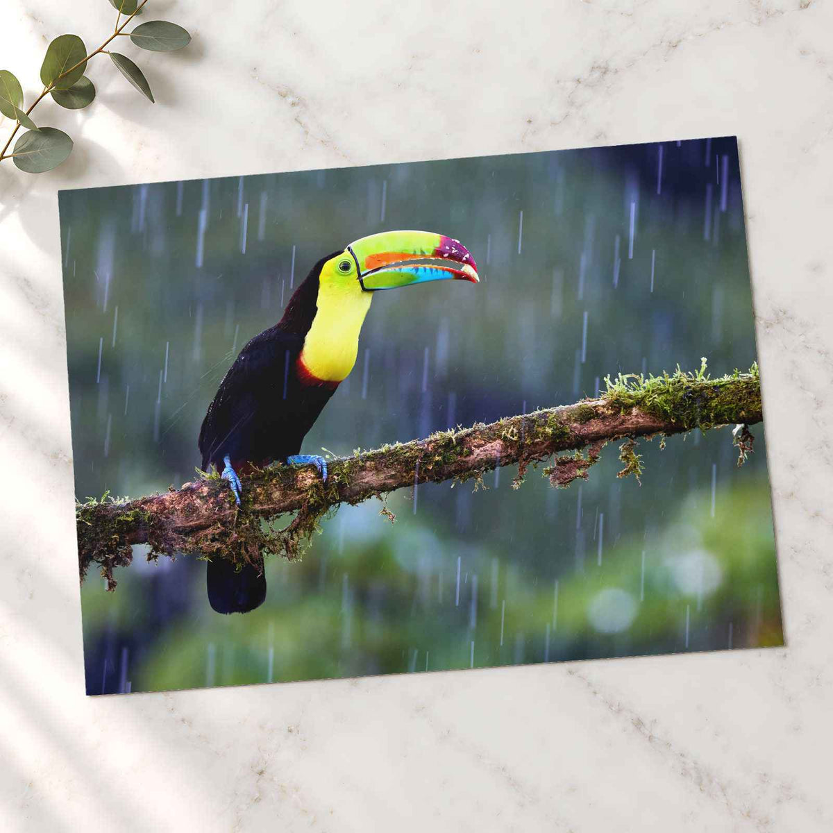 Toucan Sitting on Branch in Rain Photographic Art Print (7 Sizes)