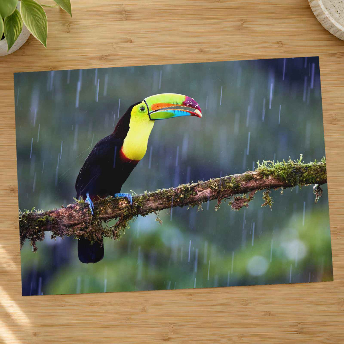 Toucan Sitting on Branch in Rain Photographic Art Print (7 Sizes)
