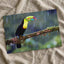 Toucan Sitting on Branch in Rain Photographic Art Print (7 Sizes)