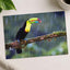 Toucan Sitting on Branch in Rain Photographic Art Print (7 Sizes)