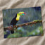 Toucan Sitting on Branch in Rain Photographic Art Print (7 Sizes)