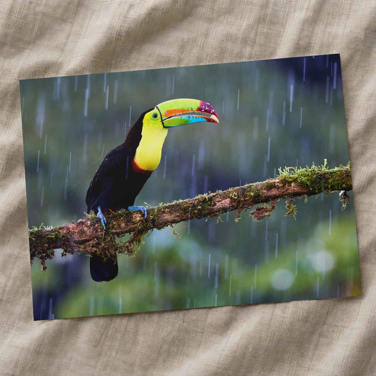 Toucan Sitting on Branch in Rain Photographic Art Print (7 Sizes)