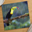 Toucan Sitting on Branch in Rain Photographic Art Print (7 Sizes)