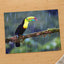 Toucan Sitting on Branch in Rain by Zdeněk Macháček Photo Print Wall Decor